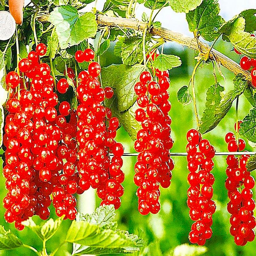 Саджанець смородини червоної Каскад рання (644543960) - фото 2 Саджанець смородини червоної Каскад рання (644543960) - фото 2