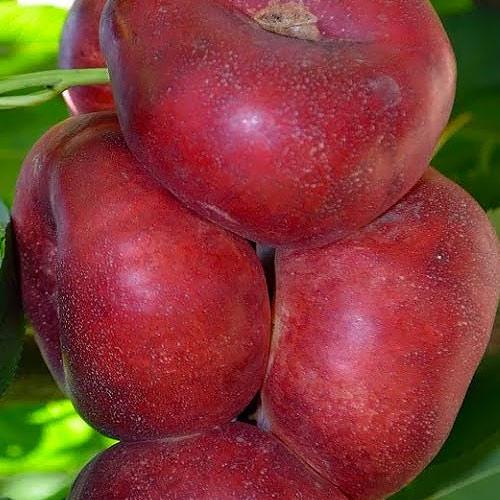 Саджанець Нектарин інжирний пірамідальний Концеттіна 1 саджанець в упаковці (48779)