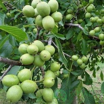 Саджанець волоського горіха Іван Багряний (2084465209)