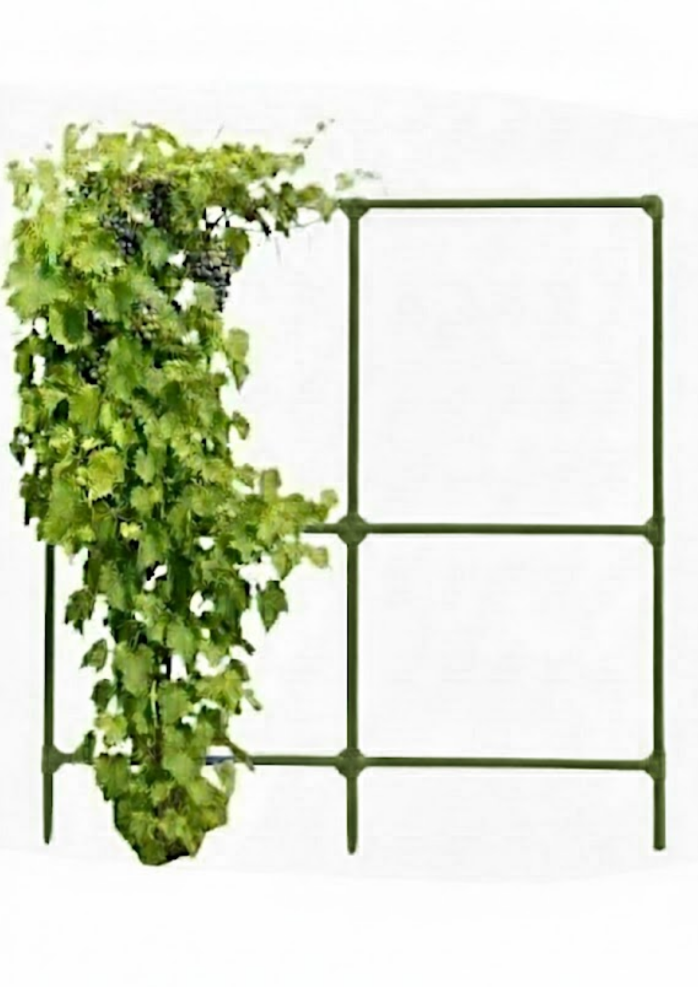 Шпалера для винограда SIMBUD 200х200см цинк RAL6020 (31992643)