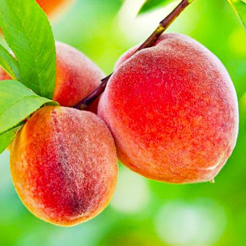 Персик Florium колоновидный Сувенир (18555)