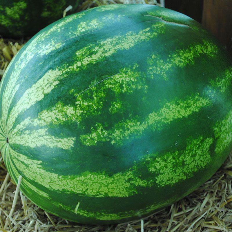 Семена Арбуз Syngenta SORRENTO F1 1000 шт. (2289700862.5)