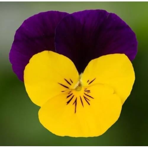 Семена цветов Виола рогатая Syngenta Penny Pro Yellow Jump Up 100 шт. (BN13130-3)