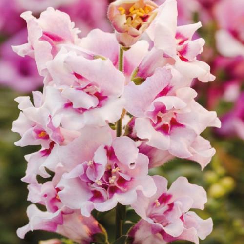 Семена цветов Hem Genetics Львиный зев Twinny Orchid 100 шт. (BN12764-3)