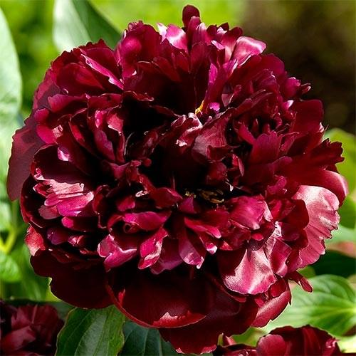Пион Блэк Бьюти Black Beauty 1 шт. (38280843)