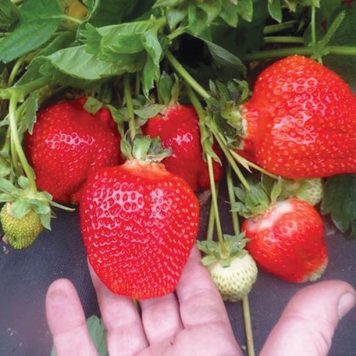 Саджанець полуниці Азія ранньостигла відкрита коренева (2110186449)