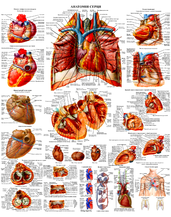 Анатомический плакат Сердце человека 67x86 см (0052)