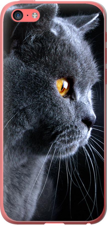Чехол на iPhone 5c Красивый кот (3038t-23-42517)