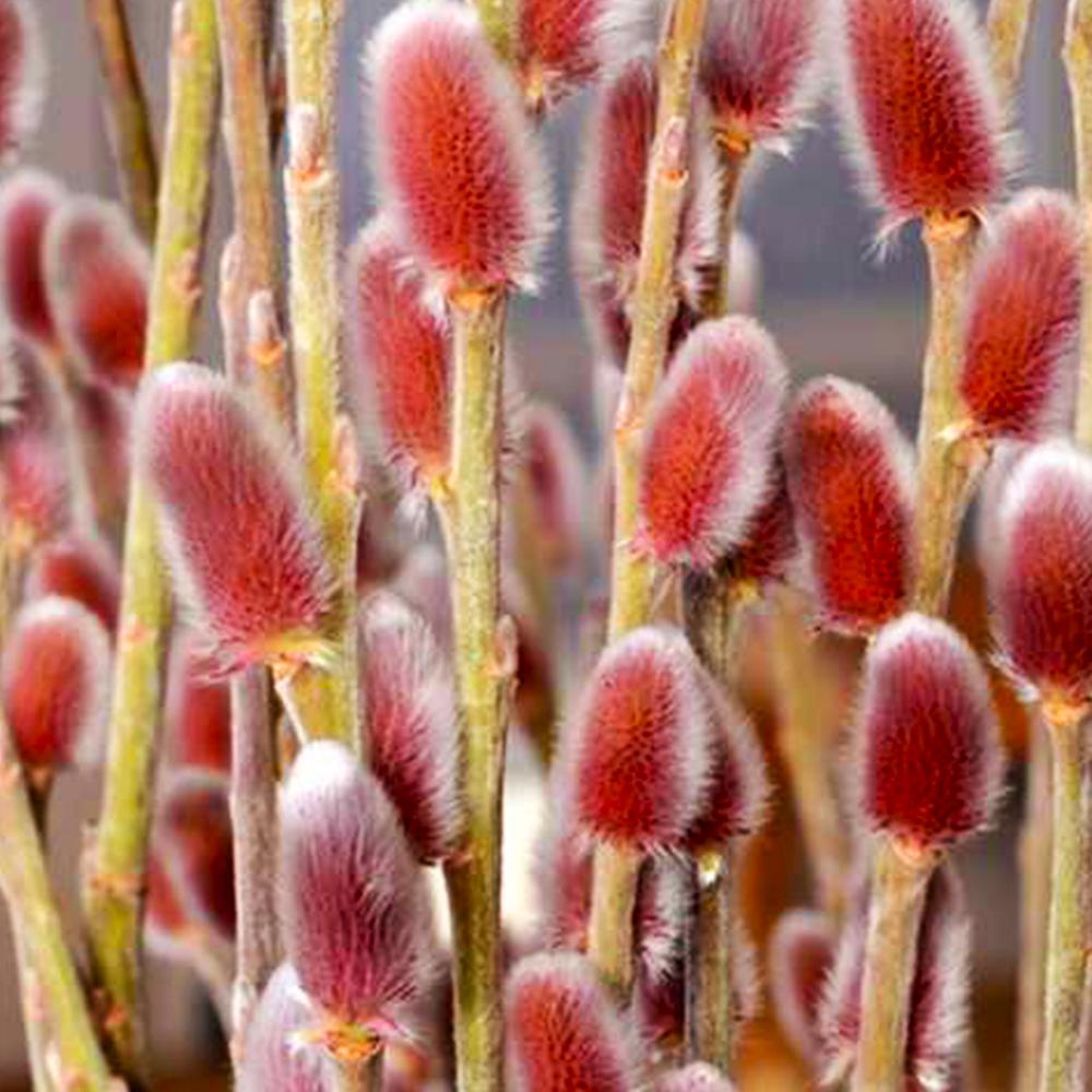 Саженец ивы на штамбе Маунт Асо (14965056) Саженец ивы на штамбе Маунт Асо (14965056)