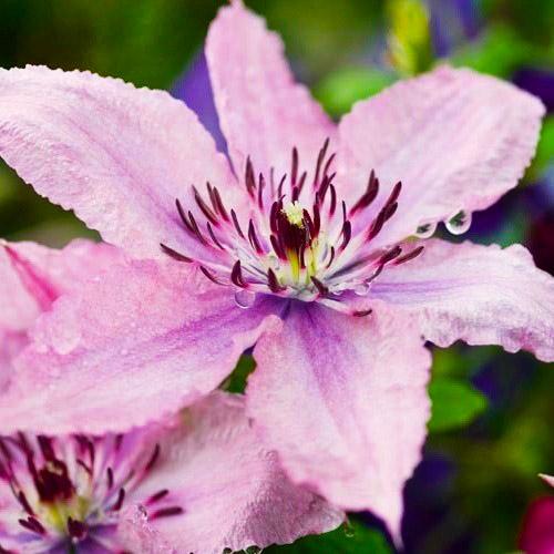 Клематис Hagley Hybrids Florium