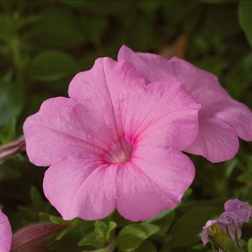 Семена цветов Sakata Петуния ампельная Explorer Pink 5 шт. (BN06869-4)