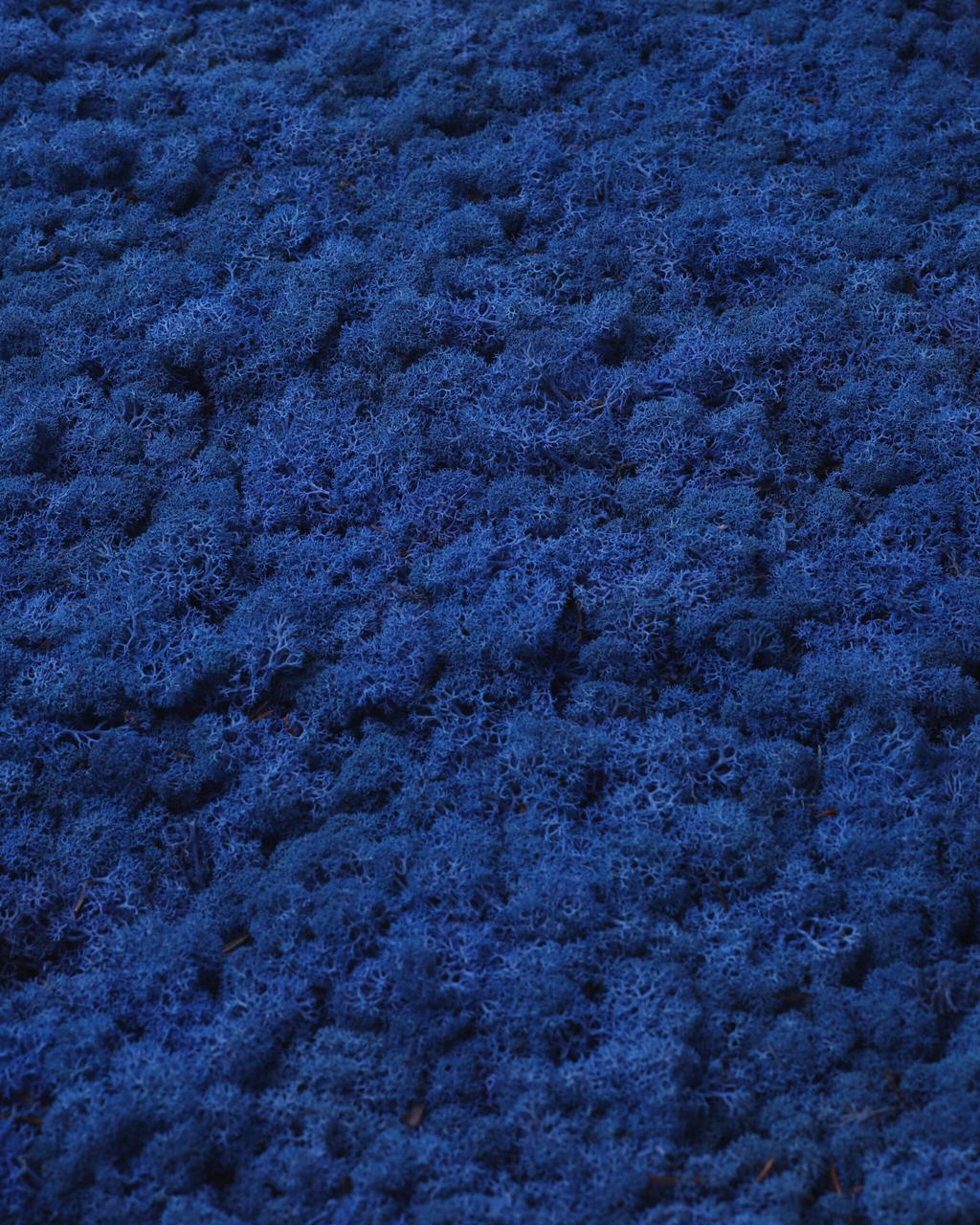 Стабилизированный мох Autumn (20698543)