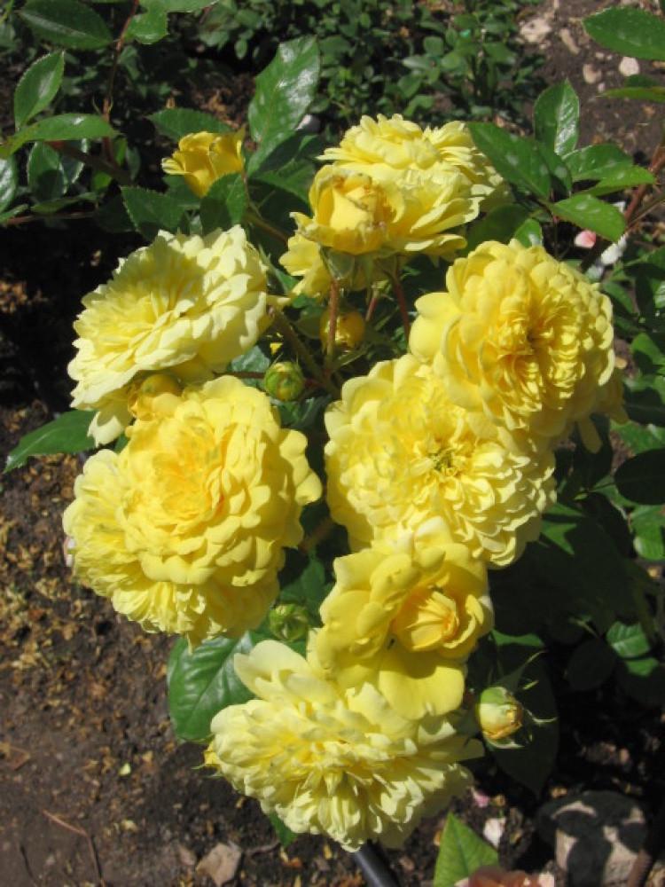 Троянда Anny Duperey Шраб в контейнері (2558767260) - фото 3 Троянда Anny Duperey Шраб в контейнері (2558767260) - фото 3