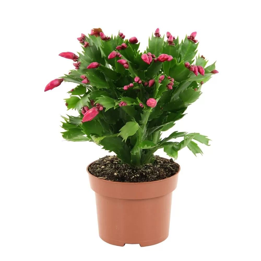 Шлюмбергера 12/25 см (29751275) Шлюмбергера 12/25 см (29751275)