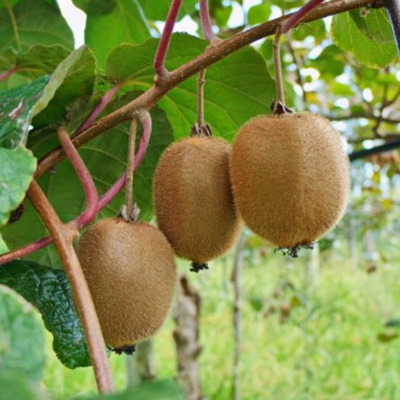 Саженец киви Бруно ранний двудомный морозостойкий (610714661) - фото 2 Саженец киви Бруно ранний двудомный морозостойкий (610714661) - фото 2