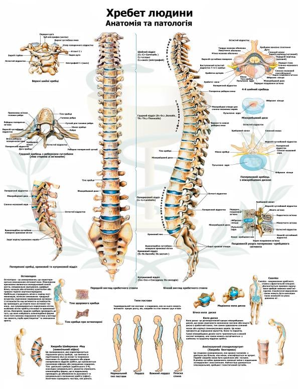 Анатомічний плакат Хребет людини 67x86 см (0006)