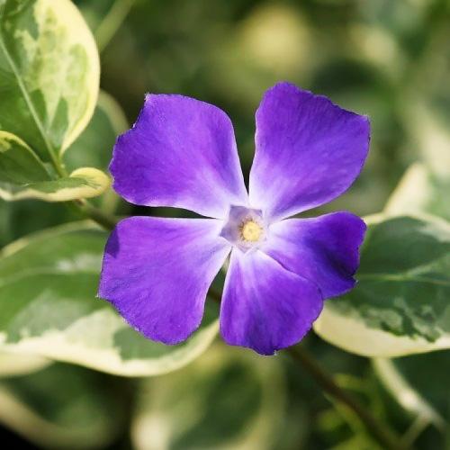 Барвинок Florium Variegata (5899)