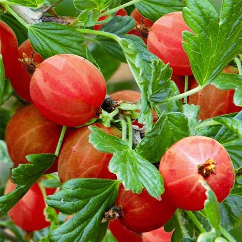 Крыжовник Florium Хиноннмаки Рот (5161)