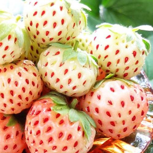 Сажанец Клубника Пайнберри Pineberry ремонтантный сорт имеют вкус напоминающий ананас 5 шт. (37313)