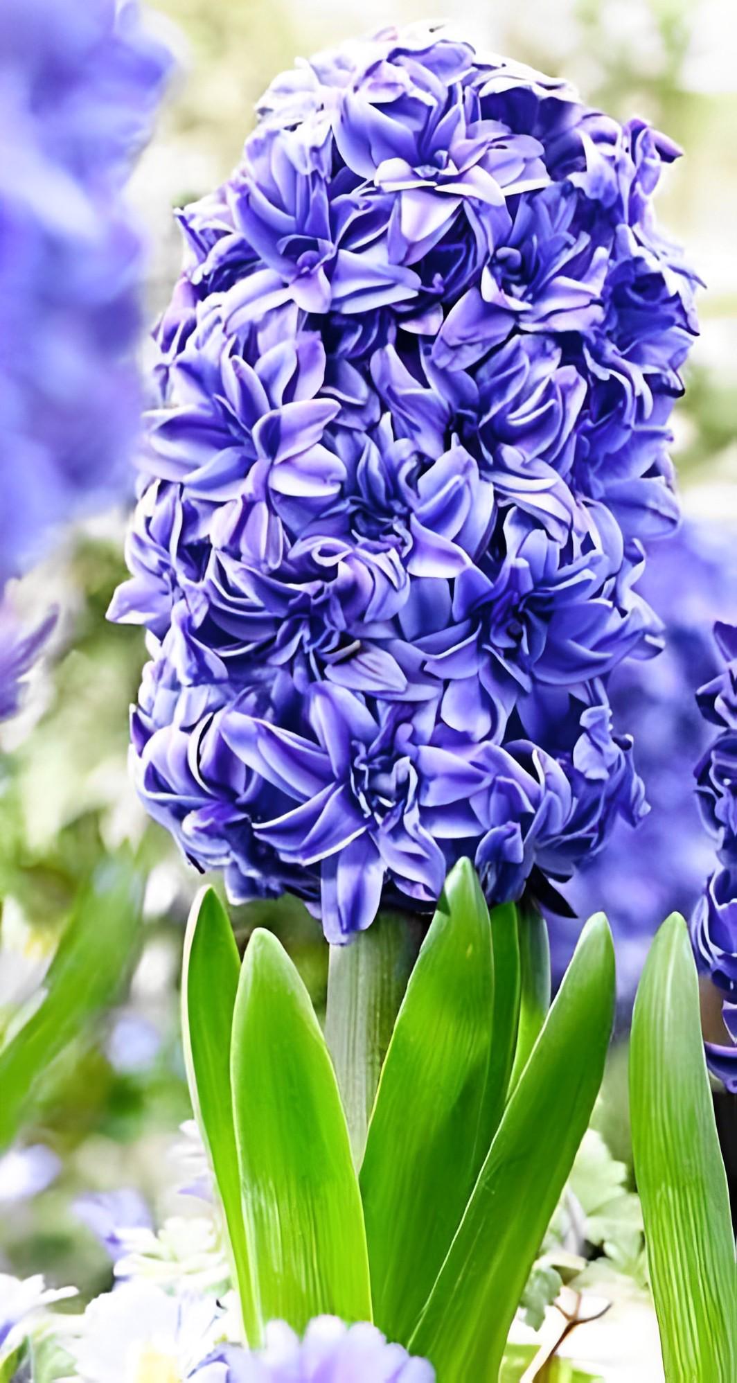 Гиацинт Florium Royal Navy 10 шт. (18544)