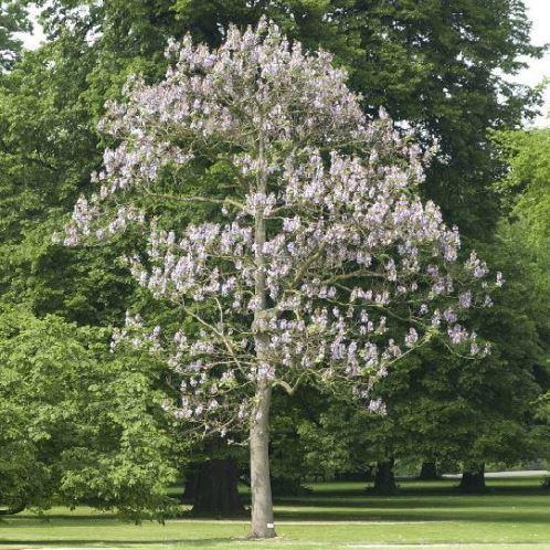 Насіння Павлівні повстяне Paulownia tomentosa 200+ шт./уп. - фото 4