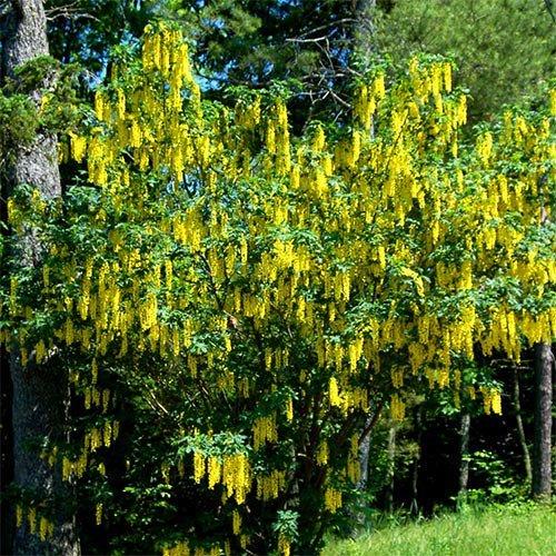 Саджанець бобовнику Золотий дощ 3 річний (2113689684)