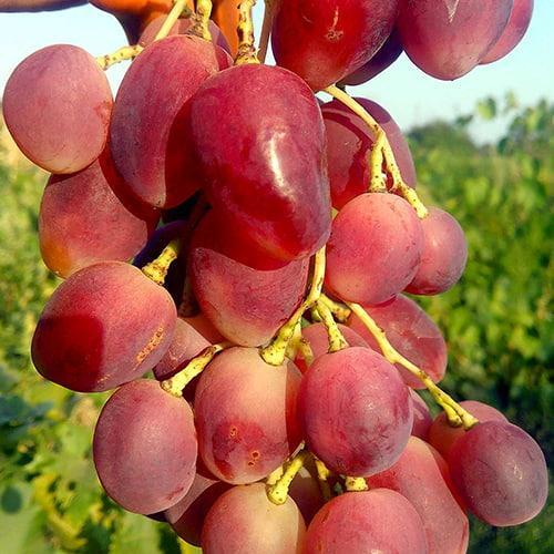 Сажанець Виноград Есаул середній термін дозрівання/висока транспортабельність (48714)