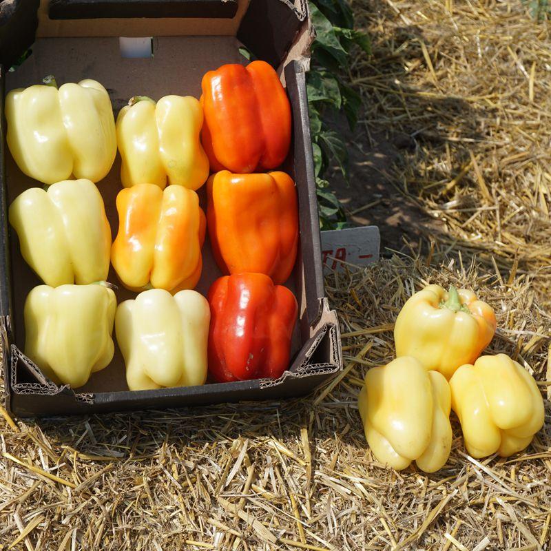 Перец Clause NIKITA F1 5 г (2289729916)