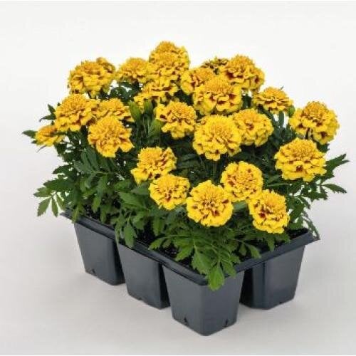 Семена цветов Benary Бархатцы Super Hero 50 шт. Yellow Bee (BN08533-4)