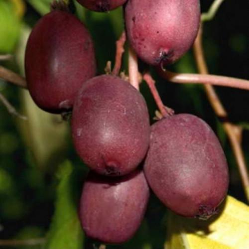 Саджанець актинідії Kens Red червона м'якоть жіночий сорт морозостійка Р9 (741760071) - фото 2