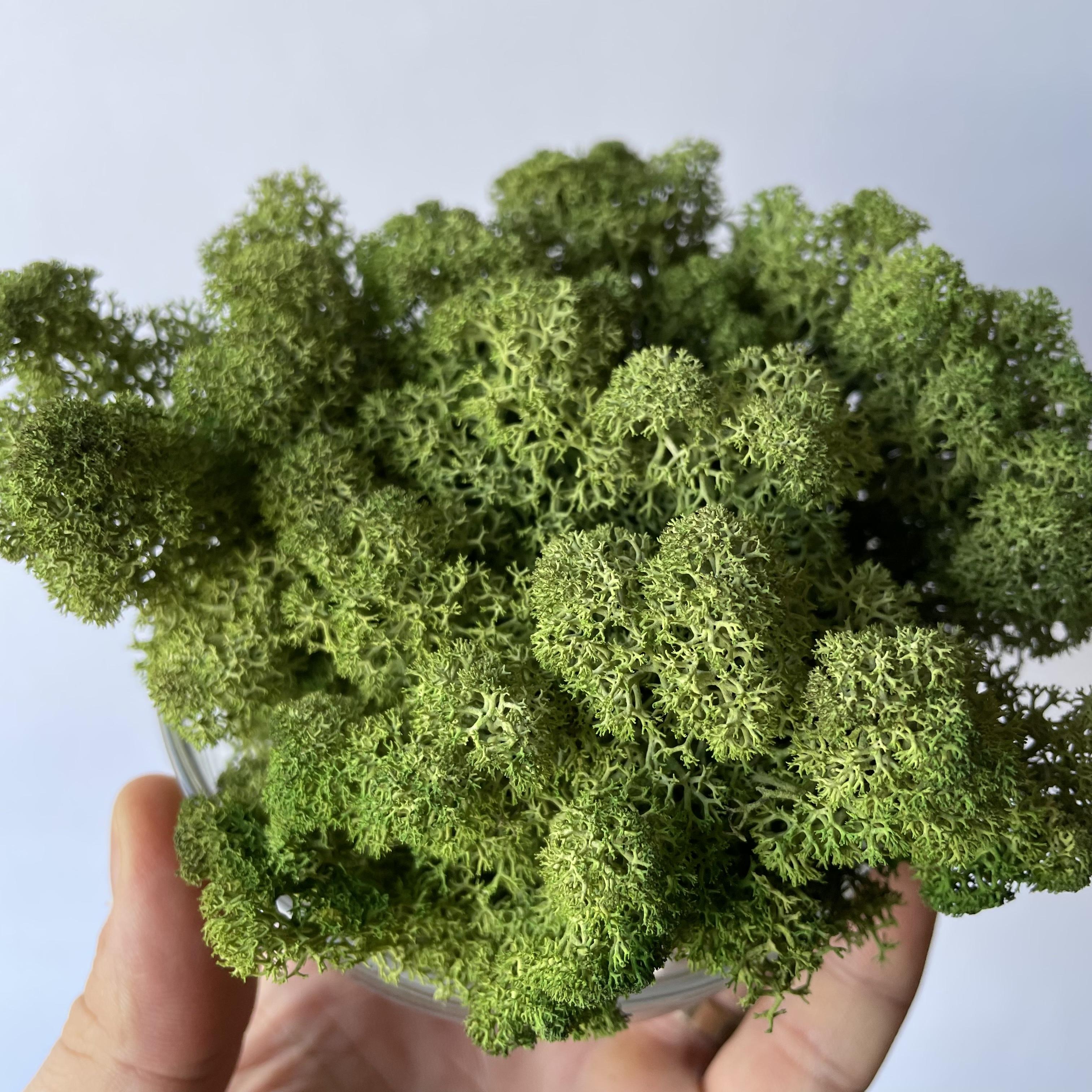 Стабілізований мох норвезький ягель 2 кг Зелений дуб (27323056) - фото 2 Стабілізований мох норвезький ягель 2 кг Зелений дуб (27323056) - фото 2