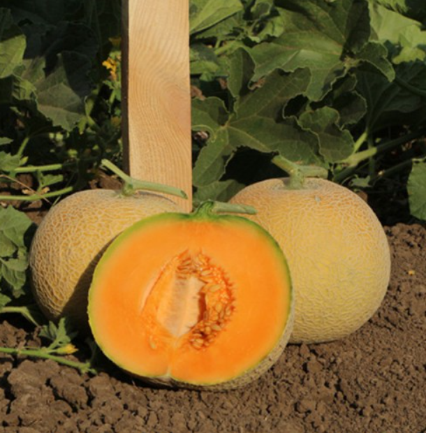 Насіння Диня KS 7049 F1 ТД Гекса-Україна 01-04-075 1000 шт. (IR02229)