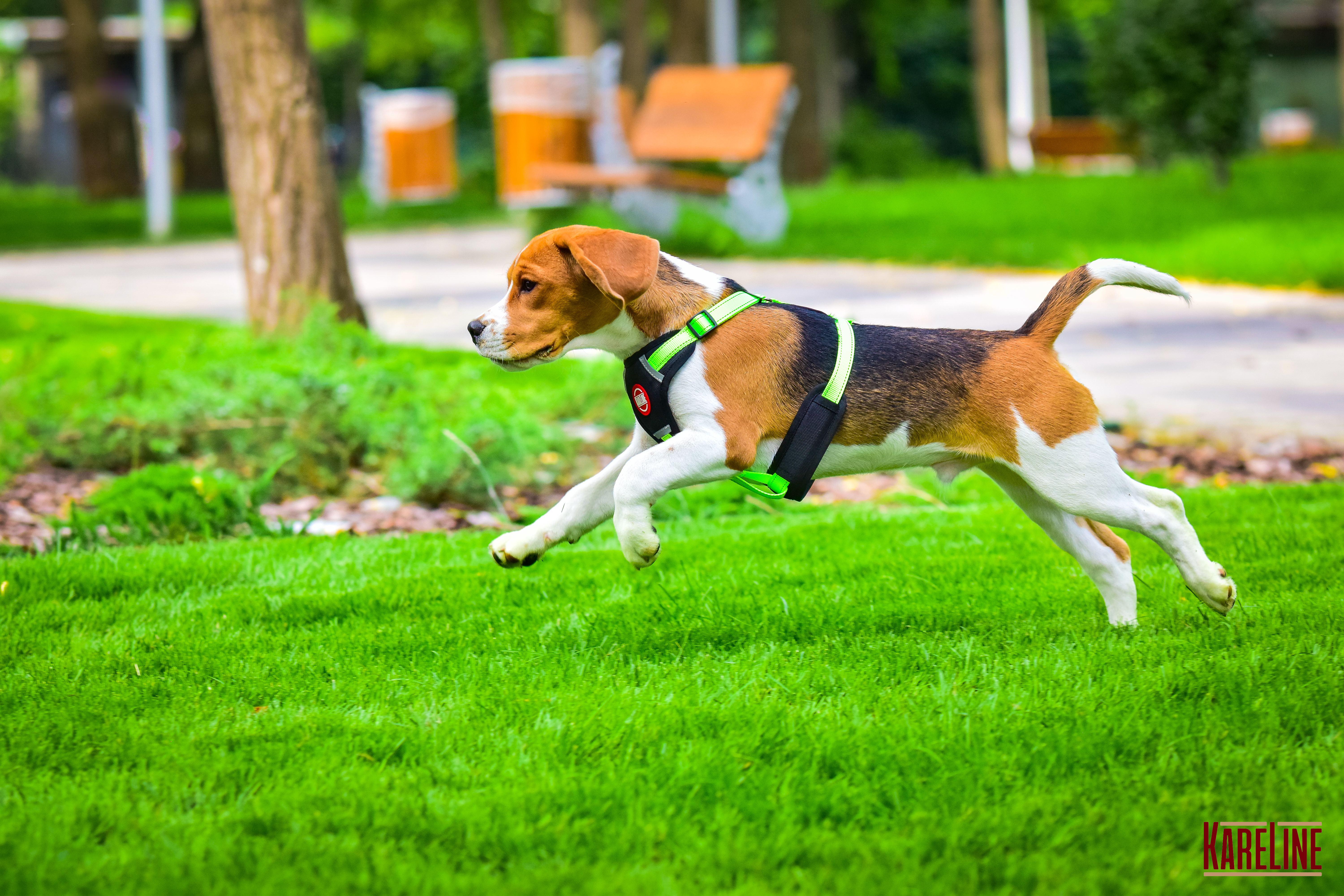 Шлея KareLine из нейлона с пластиковой пряжкой 20 мм А:400-600 мм В:500-630 мм Салатовый (0883/5) - фото 8 Шлея KareLine из нейлона с пластиковой пряжкой 20 мм А:400-600 мм В:500-630 мм Салатовый (0883/5) - фото 8