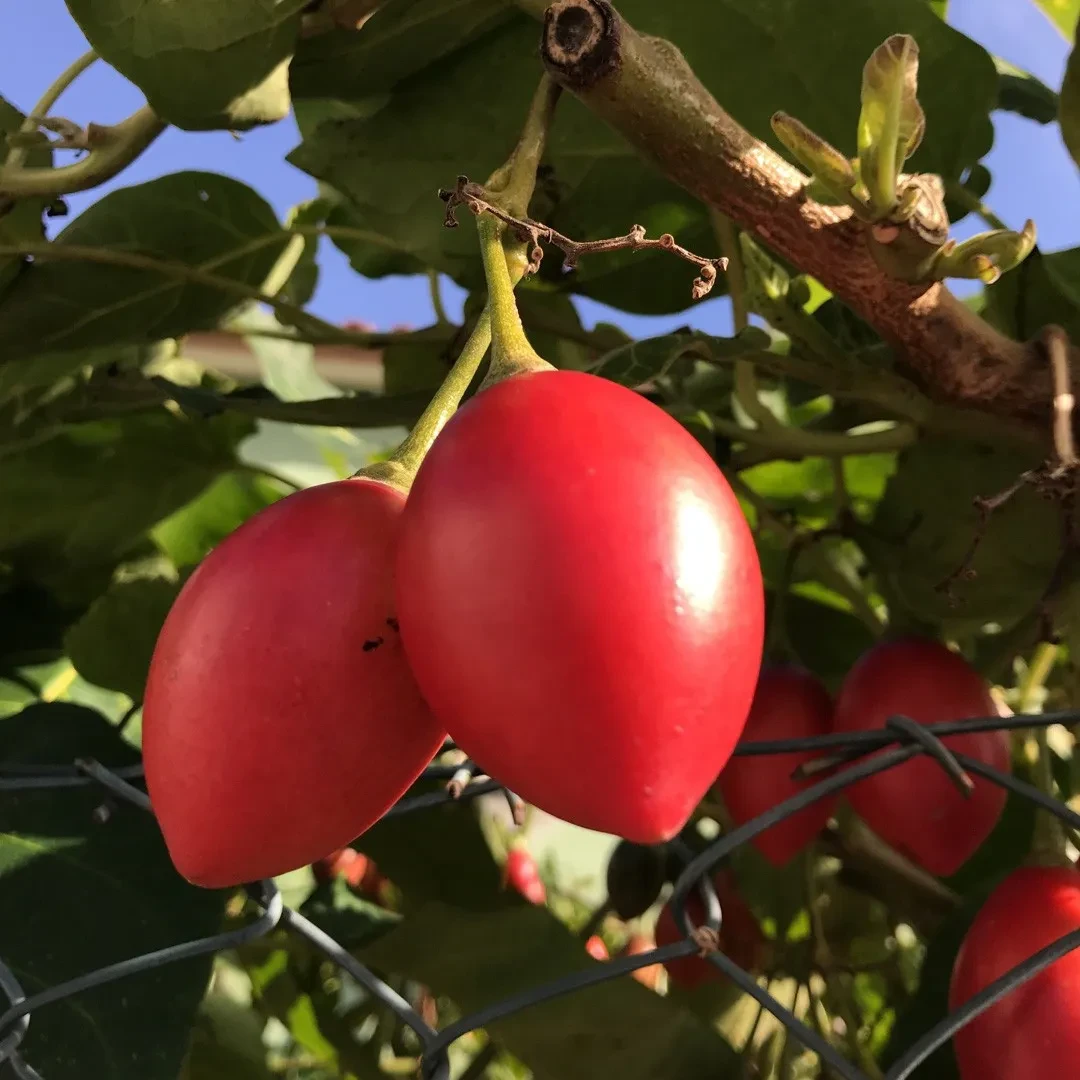 Семена Томатное дерево Solanum betaceum 5 шт. (2327940677)