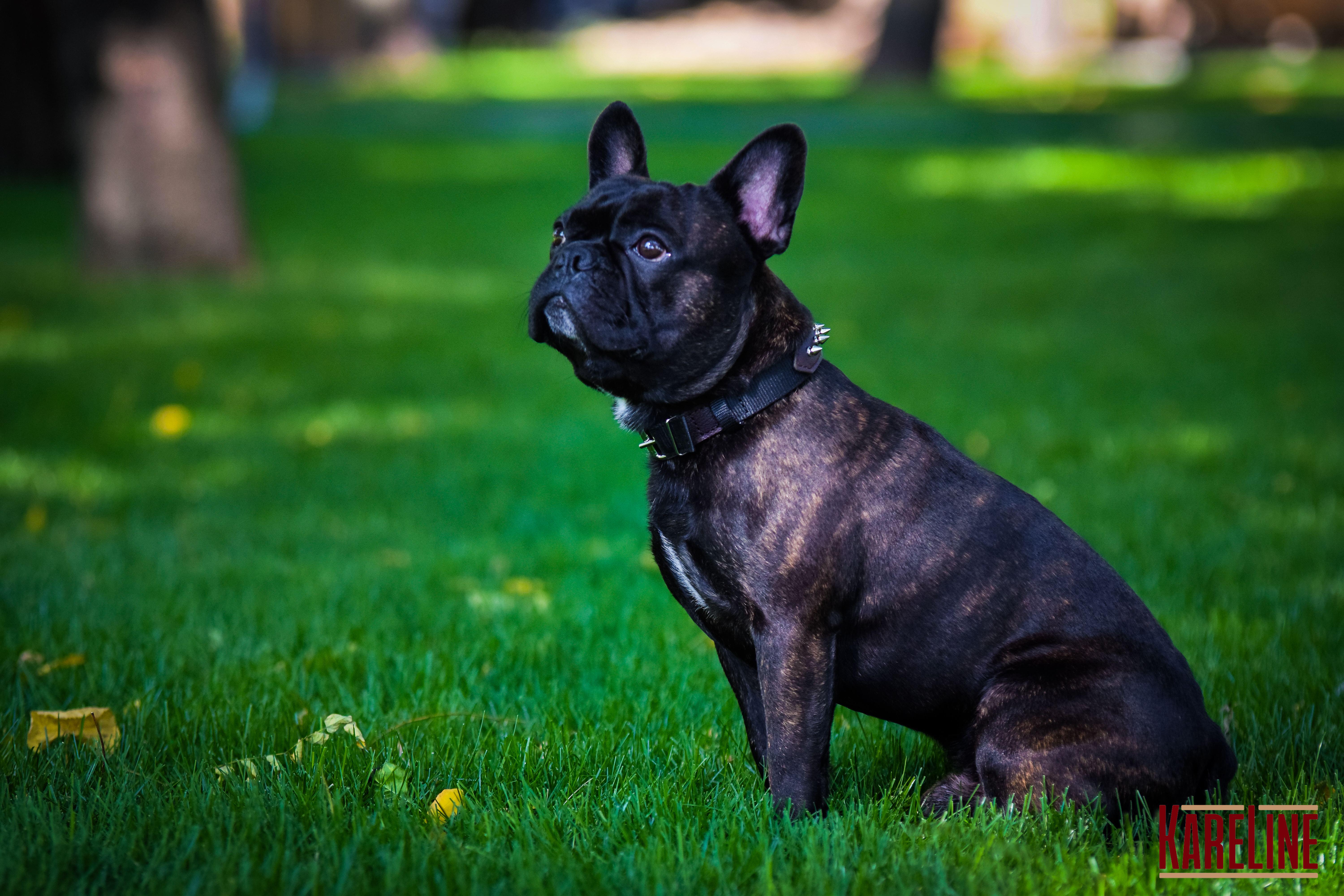 Ошейник KareLine и натуральной кожи с заклепками 25 мм 370-440 мм (6603/12) - фото 4 Ошейник KareLine и натуральной кожи с заклепками 25 мм 370-440 мм (6603/12) - фото 4