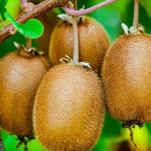 Сажанец Киви Аллисон высокоурожайный сорт (102132)