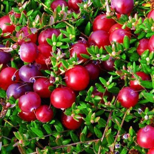 Саджанець Журавлина Бергман Bergman середній термін дозрівання один із найврожайніших сортів (43956) Саджанець Журавлина Бергман Bergman середній термін дозрівання один із найврожайніших сортів (43956)