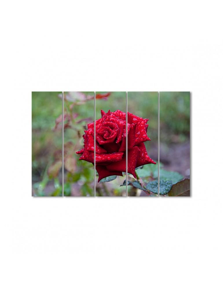 Картина модульная Пурпурная роза в росе 5 модулей 80x120 см