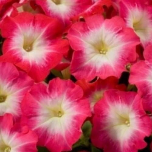 Семена цветов Петуния крупноцветковая Tango red morn Hem Genetics 1000 шт. (BN09420)