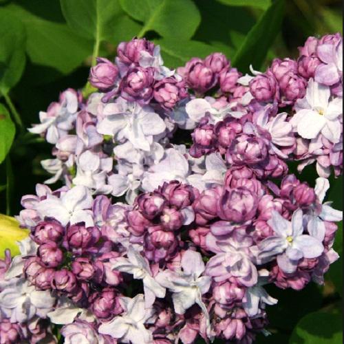 Саженцы сирень Тарас Бульба привитые двухлетние - фото 2 Саженцы сирень Тарас Бульба привитые двухлетние - фото 2