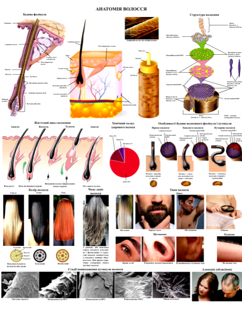 Плакат Анатомія волосся 67х86 см - фото 1