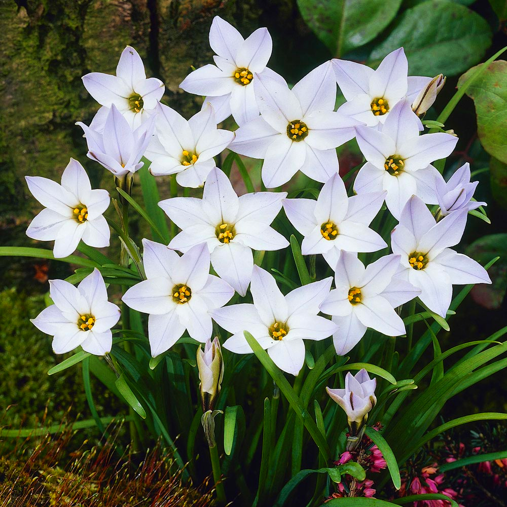 Ифейон Uniflorum 15 шт. (38281261)