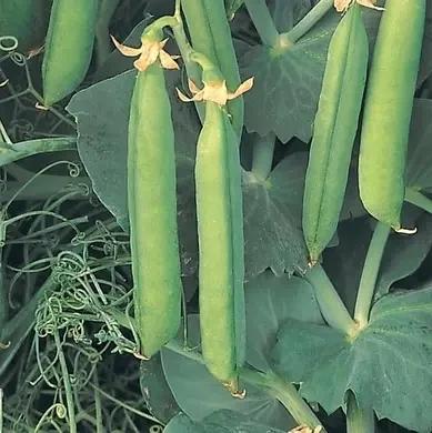 Семена Горох Syngenta BINGO F1 100 000 шт. (2289424162.5)