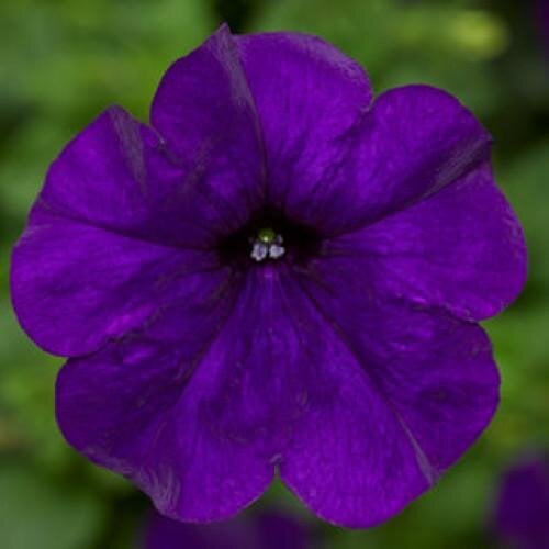 Семена цветов Петуния ампельная FotoFinish Blue Syngenta 25 шт. (BN10648-3)
