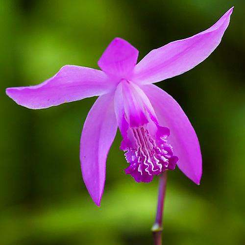 Блетилла Florium Striata (7417)