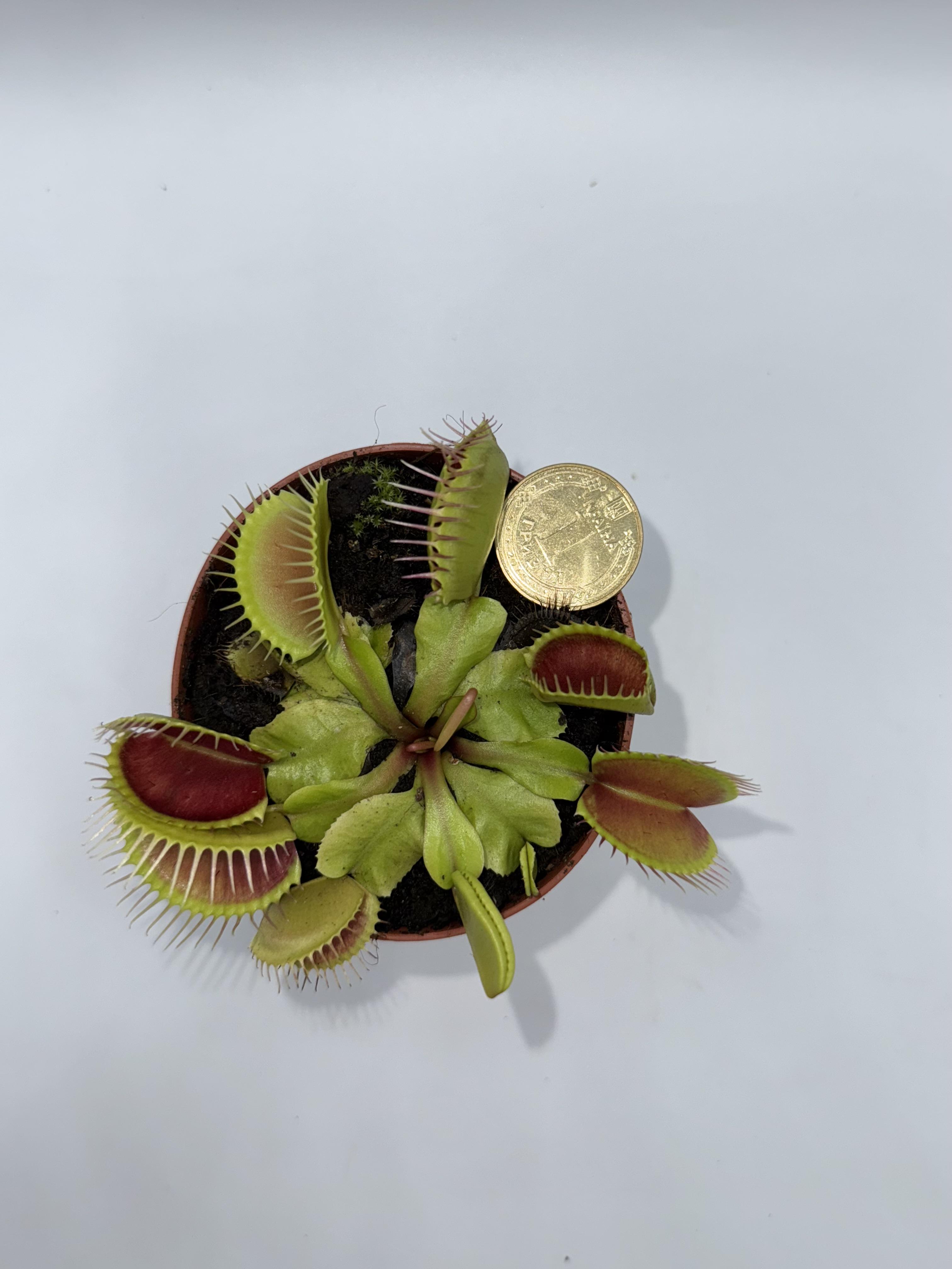 Венерина мухоловка AlienPlants Dionaea muscipula B52 (27471963) - фото 2 Венерина мухоловка AlienPlants Dionaea muscipula B52 (27471963) - фото 2