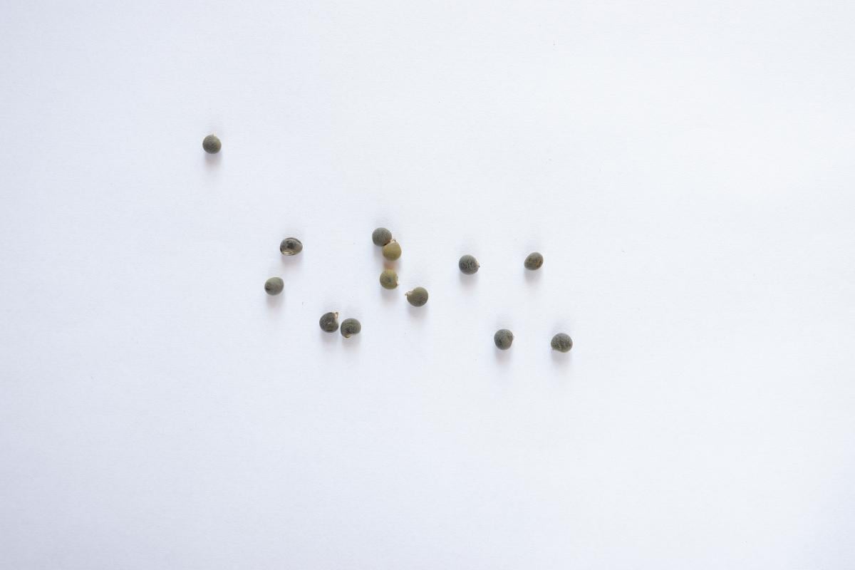 Семена Бамия окра 20 шт. (RS-00029) - фото 2 Семена Бамия окра 20 шт. (RS-00029) - фото 2