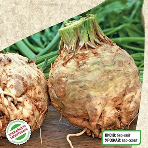 Насіння Селера Florium Празький гігант кореневий (7827) - фото 2 Насіння Селера Florium Празький гігант кореневий (7827) - фото 2