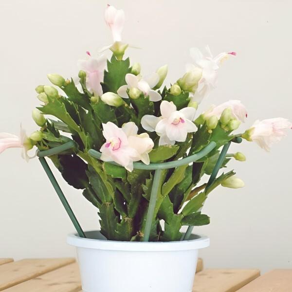 Подпорки для комнатных цветов 12 больших/12 малых Зеленый (C00082-1) - фото 8 Подпорки для комнатных цветов 12 больших/12 малых Зеленый (C00082-1) - фото 8