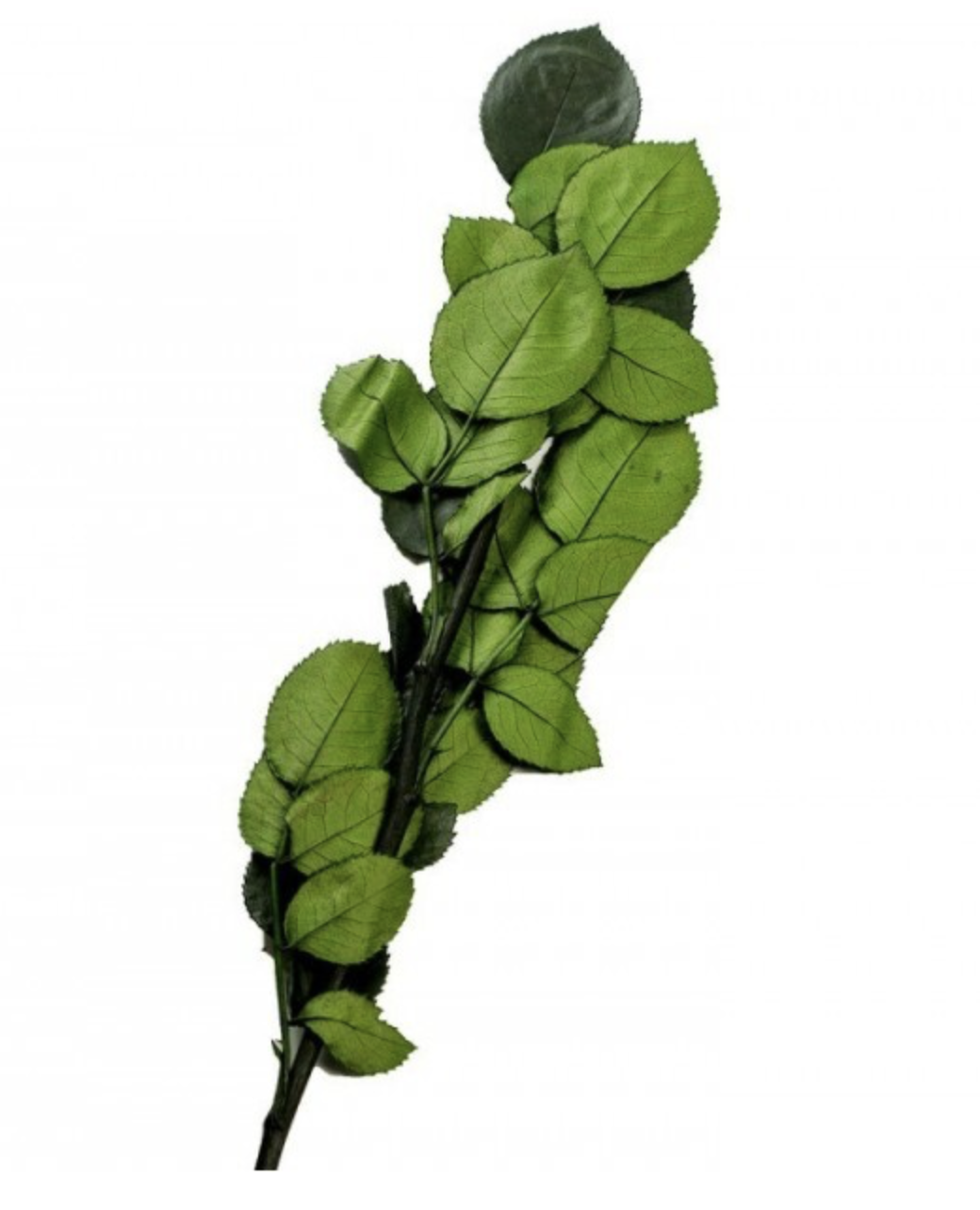 Стебель стабилизированной розы короткий Зеленый (SF-OSTEM-01)